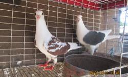 Pigeon - Pigeons (3) - Medium - Adult - Male - Bird
3 homing pigeons(M & F),one has droopy wing. Must go to someone who WILL NOT release them & has a Lg. outside flight cage. There is a 5.00 adoption fee for each bird.(cash or money order only). If