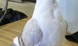 Pigeon - Walter - Medium - Adult - Bird
Walter is a very pretty bird. We think Walter is a male but don't know for sure. He is coming around nicely with his new foster mom. He will now take treats from her hand, sit on her and jump into her hand. He