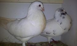 Pigeons/Palomas : In Land O Lakes, Florida. North of Tampa.
Buchones $40 each.
Homing Pigeons $15 each.
Tipplers $15 each.
Call 858-335-4709.