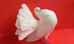 i have all kind of fancy pigeons for sale;, utility king,american fantail, peters,swallows,tromfrillbacks,diamond doves call 352-586-5636