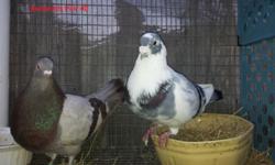 Buchones Pigeons Starting at $20 each.
Granadino Pair $80.
Gaditano Pair $80.
I do not ship or deliver. You must come get them here in Land O Lakes, FL.
I just have the ones in the pictures.
Call or text me at_858/335/4709.