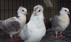 WE HAVE A LARGE SELECTION OF PIGEONS WE ALSO SELL FEED IN BULK AT VERY LOW PRICES 13% 16% MILO GRIT AND OTHER PIGEON RELATED ITEMS AND IF WE DON'T ALREADY HAVE IT WE WILL ORDER IT FOR U FOR MORE INFO PLEASE CONTACT US AT (619)249-9831 THANK YOU SE HABLA