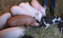 Piglets for sale 9>6 weeks old. 1- 7>weeks old
Male uncut.
$85.00 each or $150.00 for two.