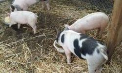 Pigs for sale ready now going fast $100 and up. Please call Daniel at 9517332961 with any inquiries. Please no emails, Im not able to check it often