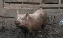 I have 3 pigs for sale but there are 4 in the pen. You can have choice of them. We will be keeping 1. They have all been cut and are ready to go. We can not put a price as they are really growing so when you call me I will let you know the price then.