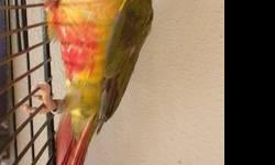 Beautiful bonded pair available for very reasonable adoption fee without cage set up. The hen is pineapple color and the male is yellowsided. Both were hand raised but have not been handled since being paired about 6 months ago. They are very bonded and