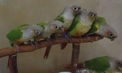 Gorgeous Pineapple Conure Baby - gorgeous babies - just weaned eating solid food - will make a great pet and family companion - $325 each rehoming fee - call 619-447-4171
see our website at tropicislandbirds.com
tropic island bird and supply
located in