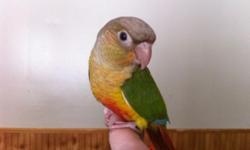 We have beautiful, sweet, tame
Baby pineapple conures. The quieter of the conures & so precious! Ready to go home
Now.
This ad was posted with the eBay Classifieds mobile app.