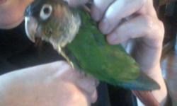 I am selling my birds due to health issues. This little Conure is about a year old. No longer hand tame, but could be trained. Serious inquiries only.