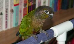 Sweet Pineapple Green Cheek Conure babies weaning now and ready to join your family on aprox 2/6/12.
These babies not only have beautiful coloring; and personalities; as well. We hand feed and hand raise each and every baby in our loving home for