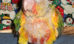 Sweet and beautiful Pineapple Green Cheek Conure baby. #35 Hatch date 11/15/14 Parents: Logan & Candice.
Reserving babies with deposit until fully weaned and ready to join your family. Weaning date is aprox end of January.
Babies will be weaned onto a