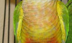 3 PINEAPPLE GREEN CHEEK CONURES HATCHED MAY 24, 25 & 27, HANDFED AND AND NO LONGER FRIENDLY WILL MAKE GREAT BREEDERS FOR THIS UPCOMING SEASON, $175.00 EACH. 407-857-4342 NO TEXT PLEASE THIS IS A LAND LINE NUMBER. CREDIT CARDS AND PAY PAL ACCEPTED PLUS 3%
