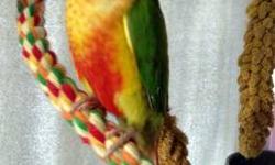 Beautiful & colorful baby, handfed tame and in excellent feather! Is a DNA sexed Male with DNA Certificate & Hatch Certificate - $250. I also have Cinnamon Turquoise babies available for $275.00 , please call for any details! (760)-842-5596 Thanks!