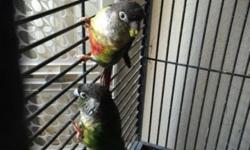 Proven Pair of Pineapple Green Cheek Conures. $600 pair Average clutch is 5 babies from them. They produce beautiful babies with lots of vivid yellow and red. Great parents. Shipping available at buyers expense; weather permitting. Their names are Dixon