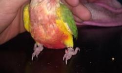 **UNSEXED i have 3 Young 2month PINEAPPLE GREENCHEEK CONURE EACH= 250$ tame & handfed & Eating on there own now. = 250$ each
Txt me: 323 274 6032