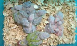 I have Pineapples babies 3 weeks out of nest at $85 if you take more than 5 will drop to $75 for each . call 786-514-1700