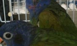 Beautiful pair of Pionus, 3 years old,breeders not tame!!! At Ceasar Pet Store! Located at the Sunshine Flea Market booth 18 J
This ad was posted with the eBay Classifieds mobile app.