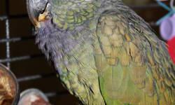 Pionus - Flare - Small - Adult - Bird
Meet Flare! Flare is a white capped pionus who is not handtame. He will require an experienced adopter who is willing to work with him and gain his trust. If you would like to meet Flare, send us a message to the