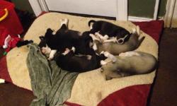 Pitsky Puppies For Sale For Sale In Enid Oklahoma Animals Nstuff