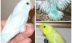 PITTSBURGH PARROTLETS:
PRICING AND PARROTLET AVAILABILITY CAN BE FOUND ON MY WEBSITE: WWW.PittsburghParrotlets.com
PROVIDING HANDFED BABY BIRDS TO PITTSBURGH AND THE SURROUNDING COMMUNITY FOR OVER TWENTY YEARS..
SPECIALIZING IN ONE OF THE SMALLEST OF THE