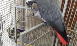 Beautiful lovely talking African grey parrot only 19 months old talks really well picks up everything you teach very quickly comes with large open top cage with toys pick up from Blackburn or can deliver for fuel cost if not too far thanks.Contact us now
