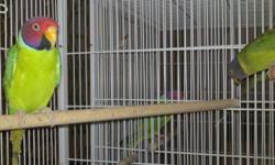 Have 2 proven pairs of plum head parakeets. Asking $500 per pair. Take one or 2 pair.
No shipping pick up only.