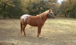 POA pony Gelding, 6 years old, 13.1HH, hooves done, wormed 2 weeks ago, UTD on shots.
green broke need training.
he gets along with other horses. picks up his feet, goes in trailer. he is friendly but shy around new people.
price is $600.00
please text or