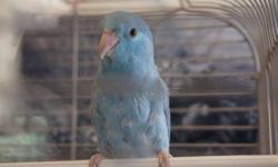 Beautiful blue lucida Pocket Parrot, she is hand raised and tame.
Pocket Parrots, are the second smallest of all parrots. Pocket Parrots are between 4Â½ to 5Â½ inches in length. They come from South America in the area of Peru and Ecuador.
They may resemble