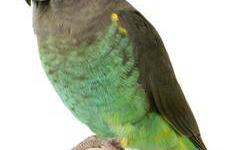 Poicephalus/Senegal - Herro - Small - Adult - Bird
Herro does not like men, and he can be a little cage aggressive. He is a little bite of a nervous bird. He needs a special family that can help bring him out of his shell. He came in poor feather