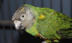 Poicephalus/Senegal - Rainbow - Small - Adult - Bird
Rainbow came from a family who could no longer care for him. He was abused in the home previous to the one who surrendered him so he has little trust in people. He likes to have his head scratched