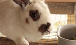 Polish blacks, Rhinelander, white with orange and black spots with butterfly markings wonderful pets, hand raised, now have gorgeous Angora crosses. and Angora/Silver Fox crosses and one purebred Rhinelander these are a perfect breeding trio, buck 6