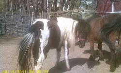 PONIES FOR SALE USED FOR LESSONS AND PONY RIDES AND PARTIES. GOOD WITH CHILDREN GREAT DISPOSITIONS SEVERAL TO CHOOSE FROM TO GOOD FOREVER HOMES ONLY..CALL FOR DETAILS.