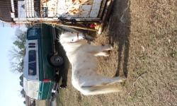 I have ponies I need to find homes for, some are minature horses, very healthy & loving. Please call 704-857-3003