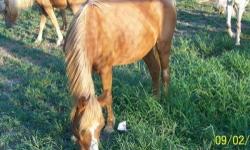Pony - Cardinal - Medium - Adult - Female - Horse
CHARACTERISTICS:
Breed: Pony
Size: Medium
Petfinder ID: 24758834
CONTACT:
Tulsa SPCA | Tulsa, OK | 918-428-7722
For additional information, reply to this ad or see: