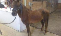 Pony - Eve - Medium - Adult - Female - Horse
CHARACTERISTICS:
Breed: Pony
Size: Medium
Petfinder ID: 25164370
CONTACT:
PSPCA Danville Branch | Danville, PA | 570-275-0340
For additional information, reply to this ad or see: