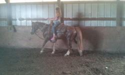 Nice approximately 6-7 year old gelding pony. Easy to handle, well started has been on trails, thrown a rope off of and ponied other horses with him. My 10 and 12 year old can ride him with no issues. Crosses water. Very nice responsive pony that can be