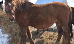 Pony - Gizmo - Medium - Adult - Female - Horse
Gizmo, a pony mare, was seized from Hawks, MI with 32 other horses. Gizmo is VERY pregnant at this time (2/19/13). She also is very shy and nervous around people, although she will approach you with interest