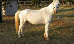Pony - Joker - Small - Young - Male - Horse
Joker Boy was born on April 1, 2010. He is a Welsh pony. He may only get to around 12 hands. He is still a baby in his mind--his dam was euthanized when he was 5 weeks due to an injury during the time of the