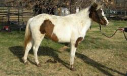 Pony - Marti - Medium - Adult - Female - Horse
Marti came to HF in July 2011 as part of a cruelty case, was neglected and emaciated. She has gained her weight and then some! VERY easy keeper. Needs some round pen work to trim her up and condition. Marti