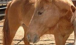 Pony - Mindy - Small - Young - Female - Horse
Mindy is a Pony of America that came to us from a rescue in Texas with her colt. She is super sweet and halter-trained.October 18, 2012, 11:26 am
CHARACTERISTICS:
Breed: Pony
Size: Small
Petfinder ID: