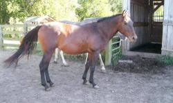 Pony - Rosie - Small - Young - Female - Horse
Rosie came to the rescue with Blue, a walking horse. Her previous owners had taken her in when neighbors would no longer care for her. She was surrendered to the rescue because she was becoming a burden for