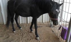 Pony - Samir - Small - Young - Male - Horse
Halter broke, will load perfect color match to older sister Fancy, Would make a great pair to train for harness team.
CHARACTERISTICS:
Breed: Pony
Size: Small
Petfinder ID: 21056864
CONTACT:
Pandas Waggin Tails