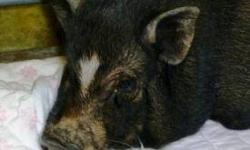 1 female pot-bellied pig, black. she maybe pregnant. 1 male pot bellied pig. black/white. They are outside pigs. but would love to be inside. 1 female pot-bellied pig about a year old. black/white. she is an inside/outside pig. Having to move and need to