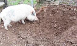 Pot Bellied - Hamlet - Medium - Young - Male - Pig
Hamlet was found roaming around the town of Brookhaven, and brought to pig rescue. This little guy continues to be a free spirit. Please contact us if you would like to adopt or foster this pet pig. An