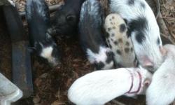 I have male and female piglets ready to go. They are a month old. If interested you can call or text 7706086596