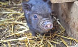 I have potbelly piglets ready and getting ready for new homes. Please contact if interested. August 29th I have some available. Oct 3rd is another litter that will be ready for new homes. I also have 3 older boars that are in need of being placed too!.