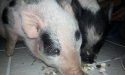One female potbelly pig she was born late August. Is very easy to handle. Is crate trained and goes outside to potty. Is very quiet. The only reason we are looking for a new home for her is because our dog hasn't adjusted well and after 3m of trying we