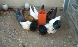 We have muscovey ducks, 4 females 5 males, 25.00 ea or 200.00 to take all. Females just started laying 3 weeks ago. Under one year but mature and ready for breeding or butchering.
Ten laying hens all very young, just started laying a month and a half ago.