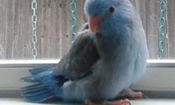 I have true hand fed, hand tame Pocket Parrots. Blue American males, 2 months old. They will be wonderful companions! :-)
UNLIKE bird raised parrotlets that are wild, bite a lot, and naturally scared of people~ MY parrotlets have been loved as pets, are