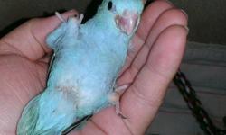 >>>UPDATE: Latest Clutch ready to ADOPT mid APRIL 2013, $200 OBO. Watch them grow on YouTube, under LovelyLoren333
I raise TRUE Hand-fed Hand TAME Parrotlets, one beak at a time.
My Cherubs are very healthy, LegBanded for ID, brightly colored, fed baby